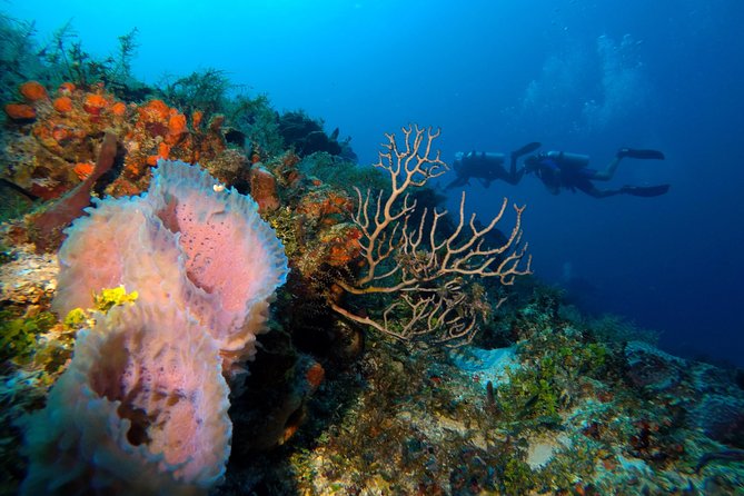 Open Water Diver course PADI including underwater video - Health rules and flight planning