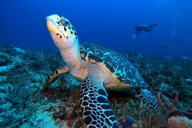 Open Water Diver course PADI including underwater video - What the three-day course actually teaches