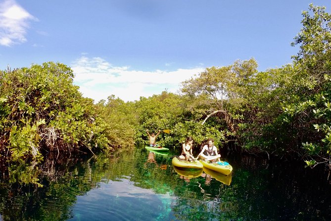 Paddleboard Cenote Tour - Why Casa Cenote makes a good paddleboard stop