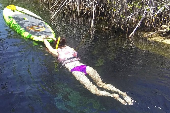Paddleboard Cenote Tour - What the roughly 90-minute cenote visit includes