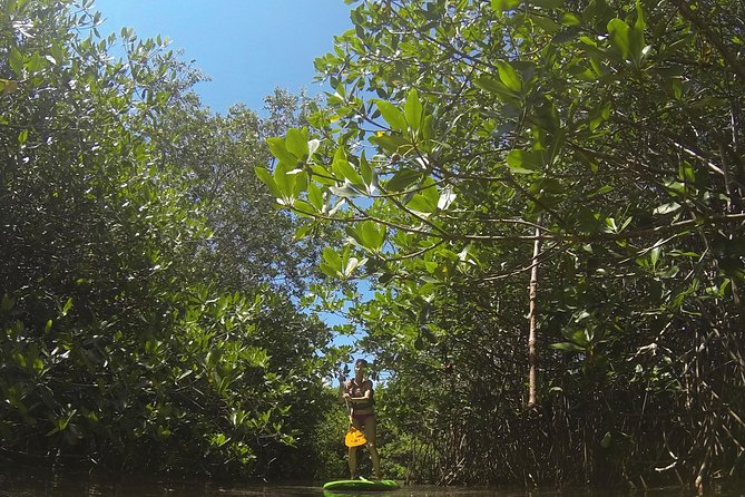 Paddleboard Cenote Tour - Practical booking advice for Tulum
