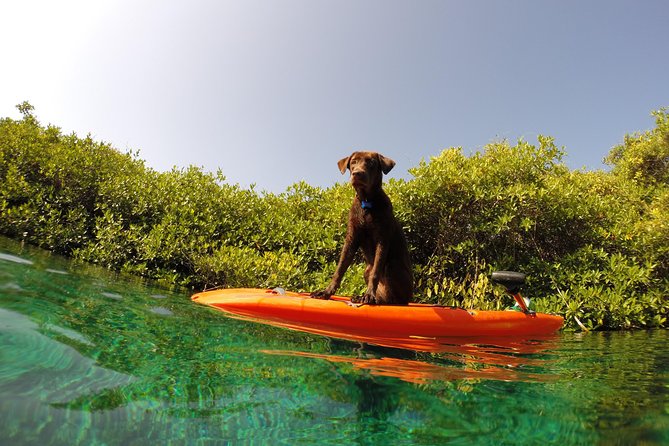 Paddleboard Cenote Tour - Should you book the Paddleboard Cenote Tour?