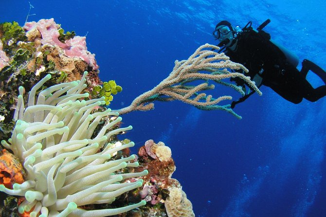 PADI Discover Scuba Diving in Playa del Carmen - A first taste of scuba near Playa del Carmen