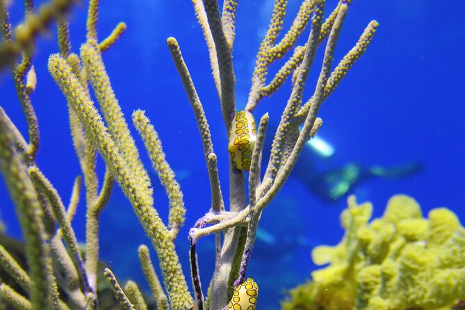 PADI Discover Scuba Diving Program in the Riviera Maya - Why the small group matters