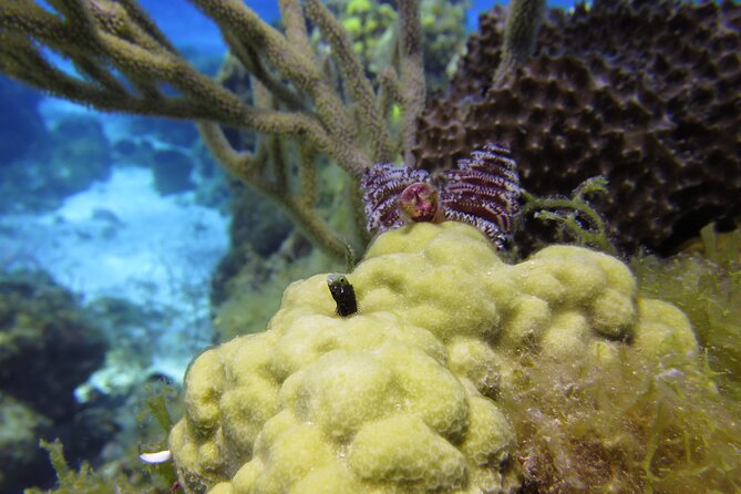 PADI Discover Scuba Diving Program in the Riviera Maya - Pickup details deserve careful attention