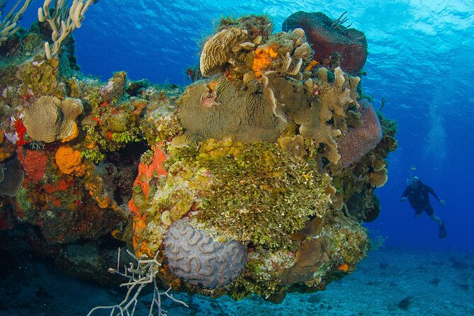 PADI Discover Scuba Diving Program in the Riviera Maya - Booking and cancellation advice