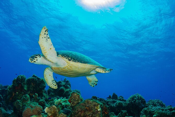 PADI Discover Scuba Diving Program in the Riviera Maya - What the morning schedule looks like