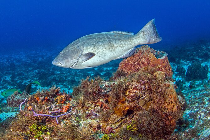 PADI Open Water Diver Course in the Riviera Maya - The instructors and the teaching style