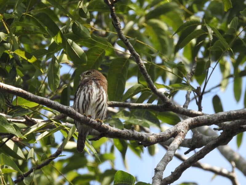 Playa del Carmen: Guided Birdwatching Hike - Key points at a glance