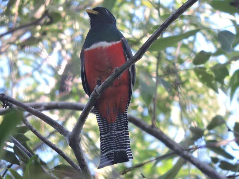 Playa del Carmen: Guided Birdwatching Hike - Coffee, fruit, and a light morning break