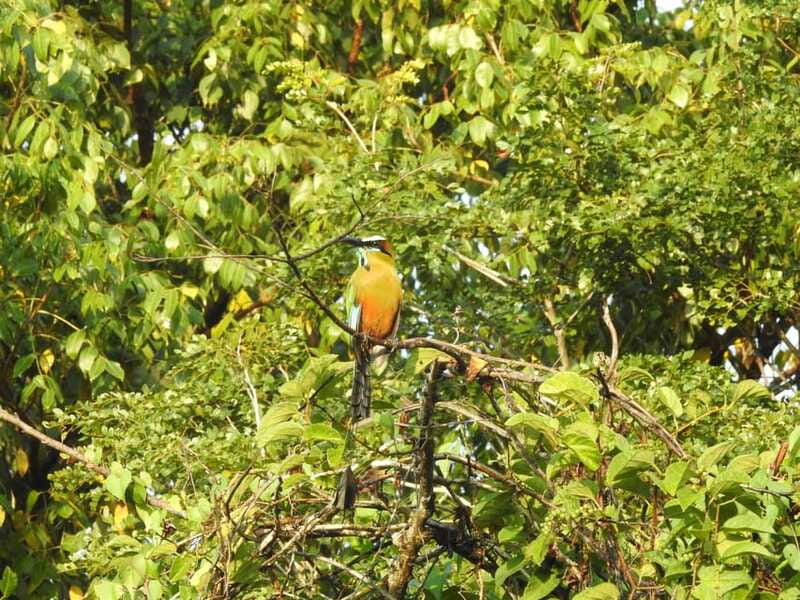 Playa del Carmen: Guided Birdwatching Hike - Who should book this morning hike?