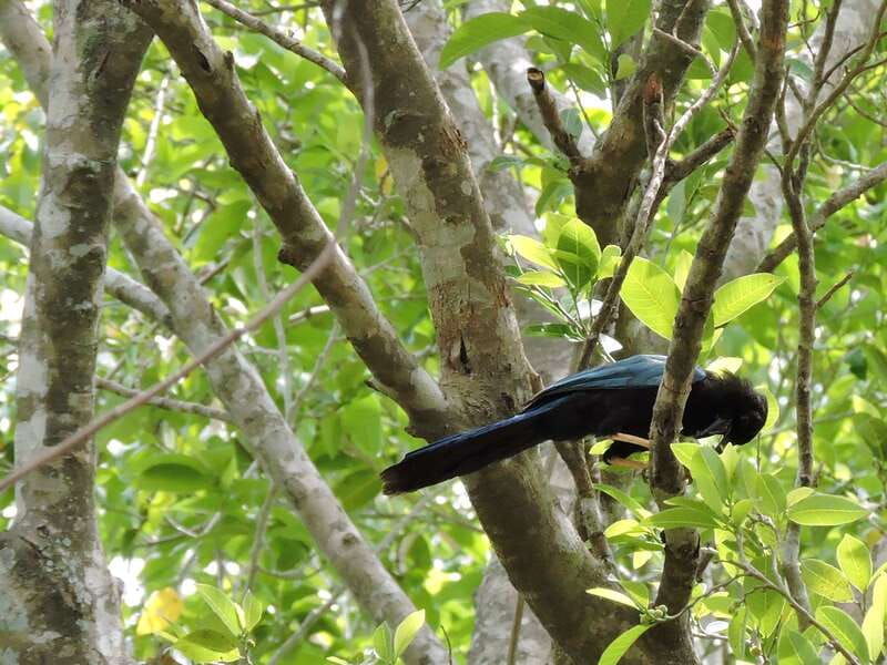 Playa del Carmen: Guided Birdwatching Hike - What to bring and what to confirm