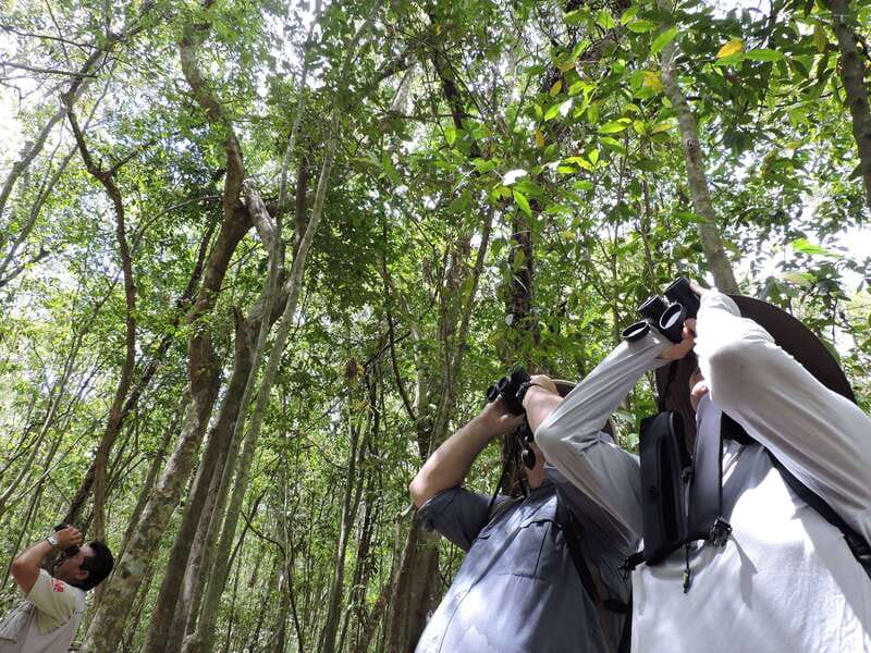 Playa del Carmen: Guided Birdwatching Hike - How this compares with a standard Playa del Carmen outing