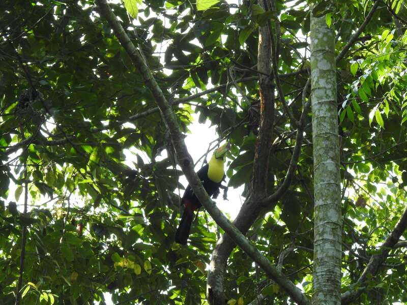 Playa del Carmen: Guided Birdwatching Hike - Following the Ruta de Los Cenotes trails