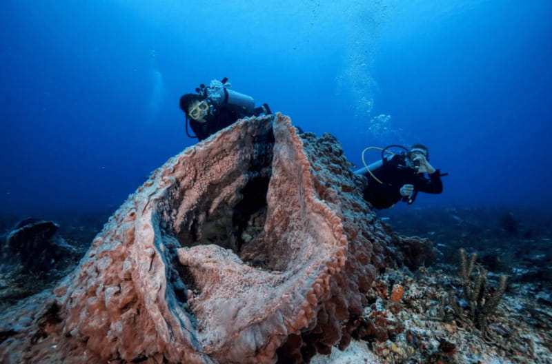 Playa del Carmen: Guided Reef Diving for Certified Divers - Key points to know before booking
