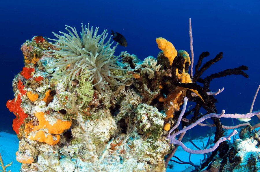 Playa del Carmen: Guided Reef Diving for Certified Divers - Equipment, comfort, and what to pack