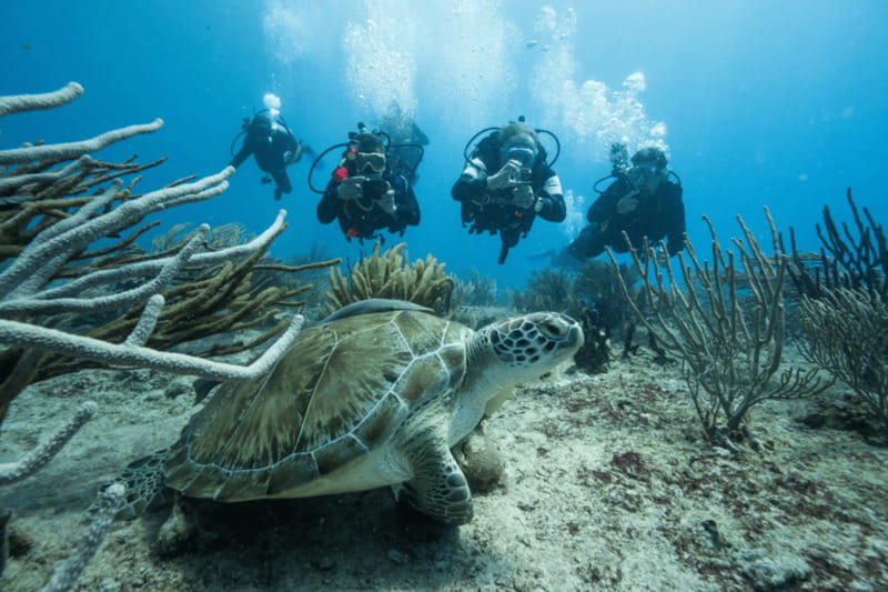 Playa del Carmen: Guided Reef Diving for Certified Divers - Choosing between a shallow reef and Mama Viña