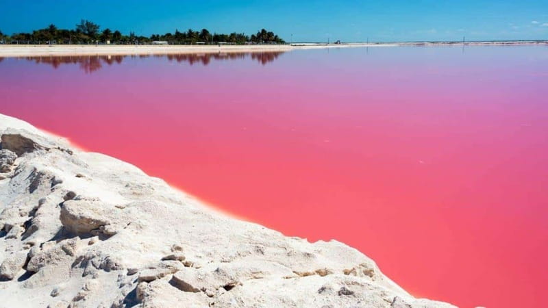 Playa del Carmen: Rio Lagartos and Las Coloradas Tour - Key points to know before booking