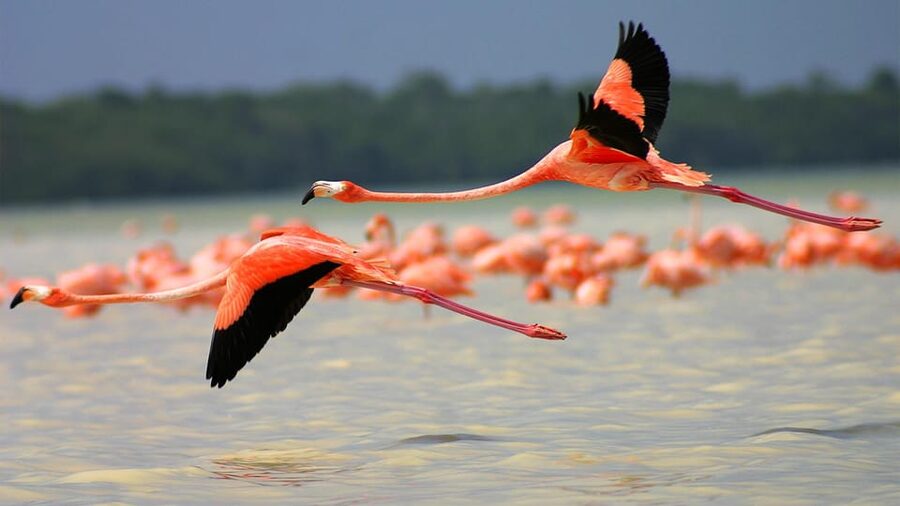 Playa del Carmen: Rio Lagartos and Las Coloradas Tour - Guides and information can shape the whole day