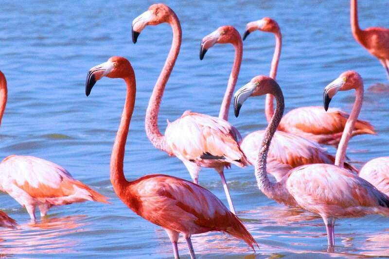 Playa del Carmen: Rio Lagartos and Las Coloradas Tour - Is $142 a good value?