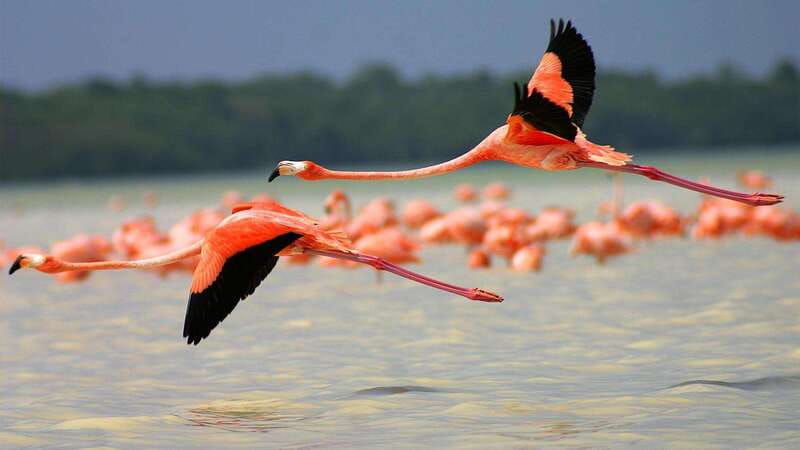 Playa del Carmen: Rio Lagartos and Las Coloradas Tour - Rio Lagartos turns the day into a wildlife outing