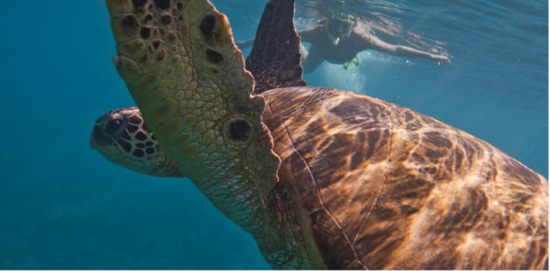 Playa del Carmen: Snorkel Tour at Local Reef - What the two-hour reef trip is really like