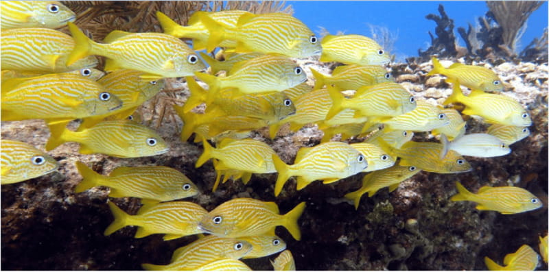 Playa del Carmen: Snorkel Tour at Local Reef - The short boat ride and safety briefing
