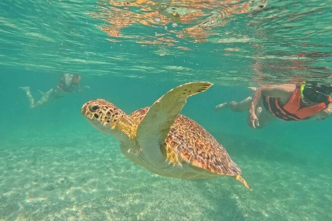 Playa del Carmen Tour Akumal Swimming With Turtles And Lagoon Yal Ku - Starting from Playa del Carmen at 8:00 am