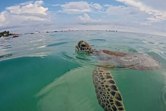 Playa del Carmen Tour Akumal Swimming With Turtles And Lagoon Yal Ku - What the private format really gives you