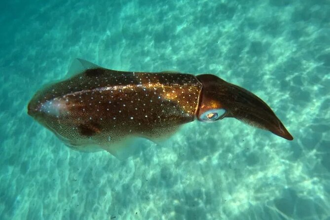 Playa del Carmen Tour Akumal Swimming With Turtles And Lagoon Yal Ku - The price and who gets the best value