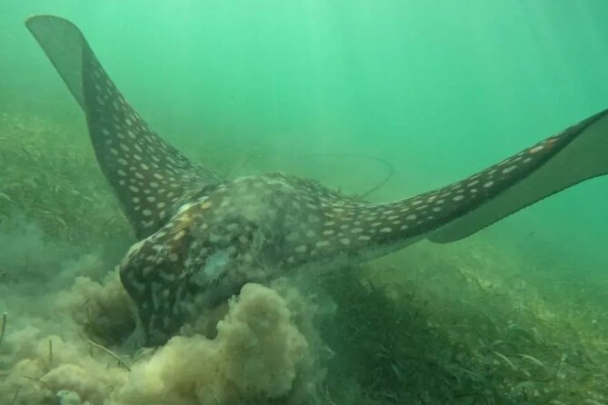 Playa del Carmen Tour Akumal Swimming With Turtles And Lagoon Yal Ku - Who should book this four-hour outing