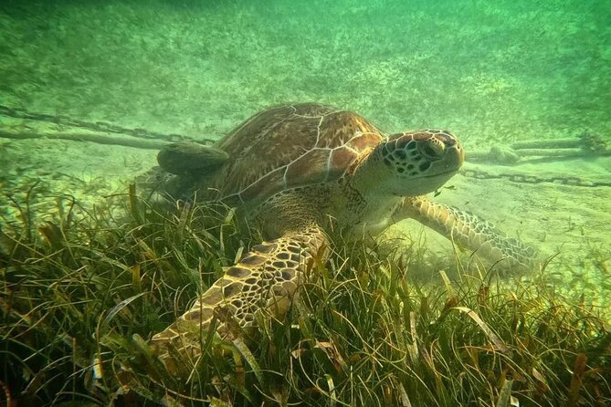Playa del Carmen Tour Akumal Swimming With Turtles And Lagoon Yal Ku - Should you book it?