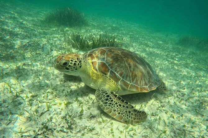 Playa del Carmen Tour Akumal Swimming With Turtles And Lagoon Yal Ku - Akumal Bay and the turtle swim