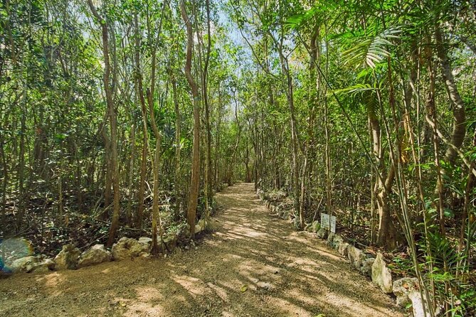 Private 4Cenote Experience, swim in the heart of the Mayan Jungle - The private format changes the pace