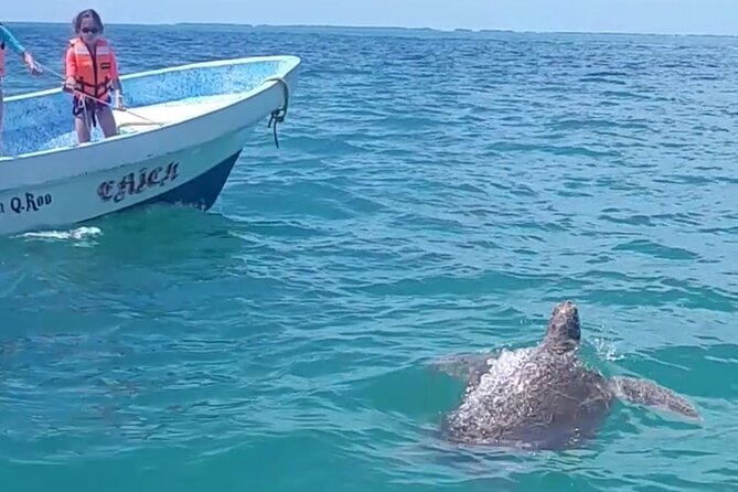 Private Akumal & Cenotes tour - Price, pickup fees, and the real value