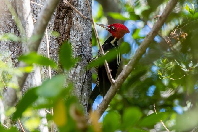 Private Birdwatching Tour in Sian Ka'an Muyil - Who will get the most from this private outing