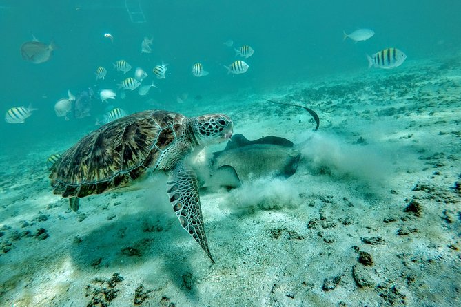 Private Cenote & Snorkeling Tour with Turtles in Akumal - Why this Akumal and cenote combination works