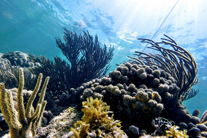 Private Cenote & Snorkeling Tour with Turtles in Akumal - Lunch adds a local pause