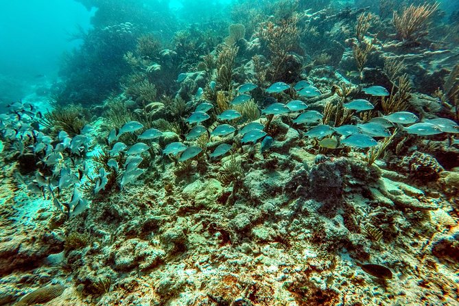 Private Cenote & Snorkeling Tour with Turtles in Akumal - The private guide makes the difference