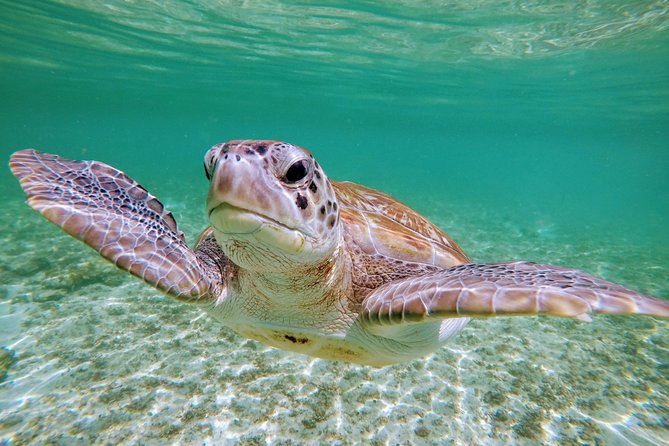 Private Cenote & Snorkeling Tour with Turtles in Akumal - Transport from Tulum and nearby resorts