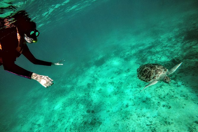 Private Cenote & Snorkeling Tour with Turtles in Akumal - Meeting green turtles in Akumal Bay