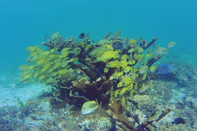 Private Escape: Isla Contoy & Isla Mujeres with Snorkeling - One hour on Isla Mujeres and Playa Norte