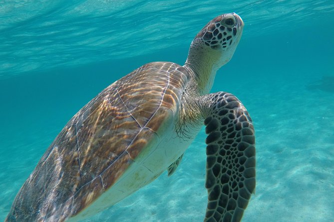Private Experience: Akumal sea turtles encounter and Yal-kú lagoon colorfull fish snorkel. - Guides, local stories, and underwater photos