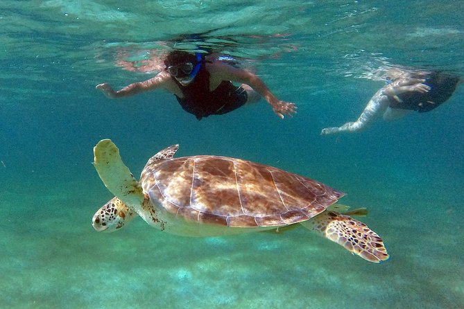 Private Experience: Akumal sea turtles encounter and Yal-kú lagoon colorfull fish snorkel. - Transfers, meeting points, and the daily schedule