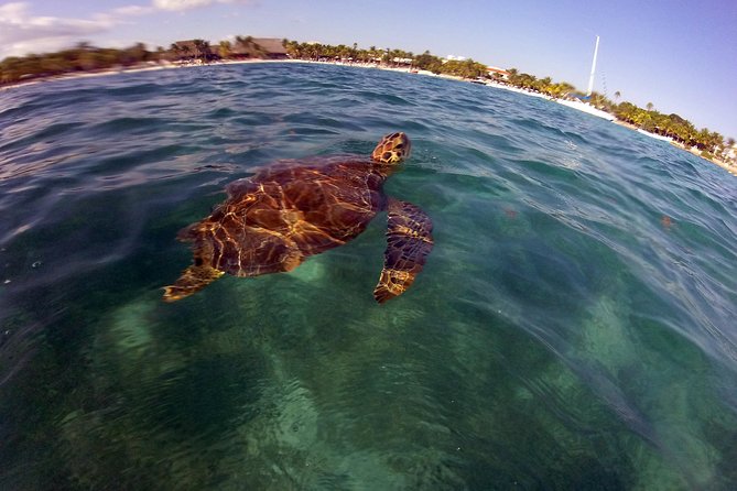 Private Experience: Akumal sea turtles encounter and Yal-kú lagoon colorfull fish snorkel. - What is included, and what you still need to check