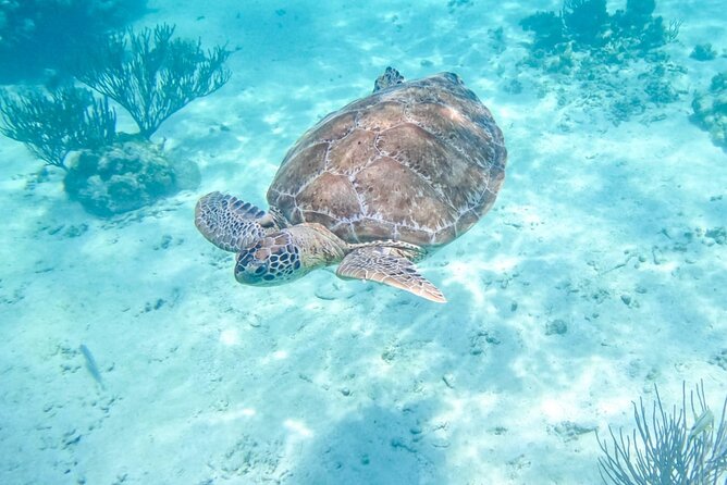 Private Half-day Luxury Experience with Turtles & Majestic Cenote - Key points to know before booking