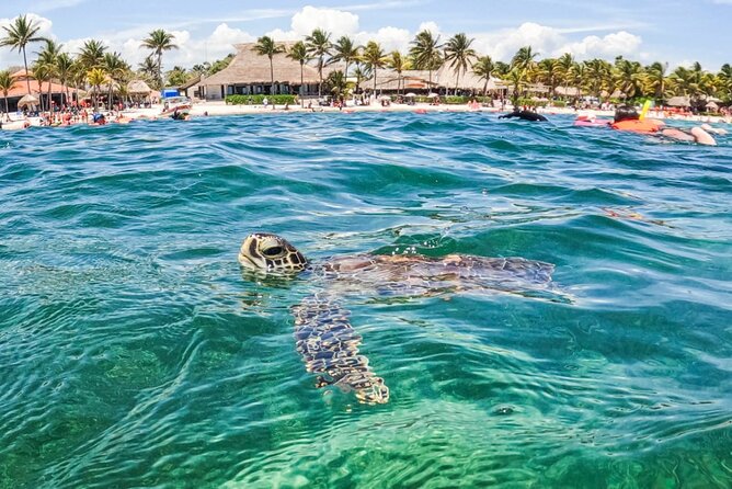 Private Half-day Luxury Experience with Turtles & Majestic Cenote - The cenote brings a quieter second act