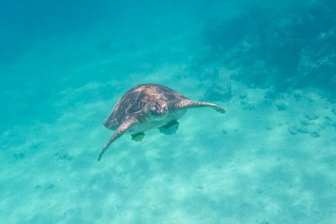 Private Half-day Luxury Experience with Turtles & Majestic Cenote - What the $180 price really includes