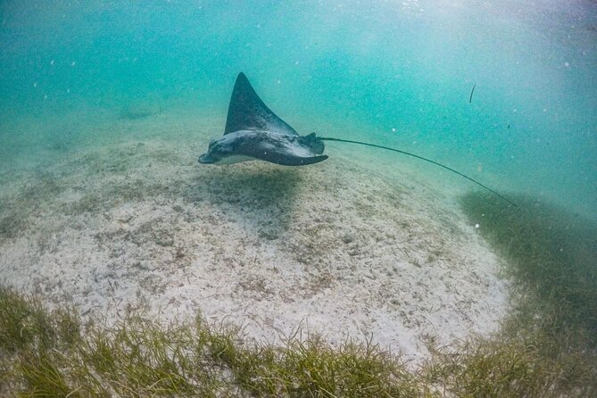Private Half-day Luxury Experience with Turtles & Majestic Cenote - Pickup from Tulum and nearby areas