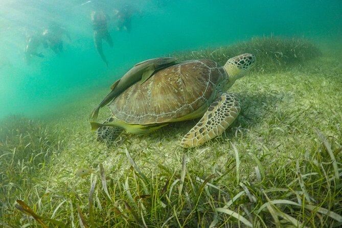 Private Half-day Luxury Experience with Turtles & Majestic Cenote - Akumal Bay: the reason to book